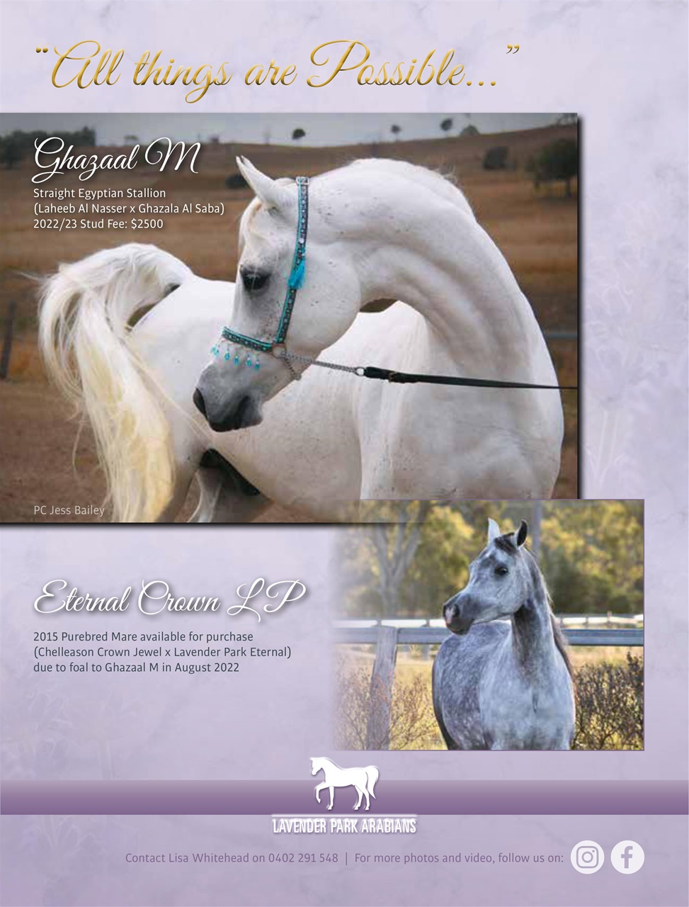 Arabian Studs & Stallions Preview Pages