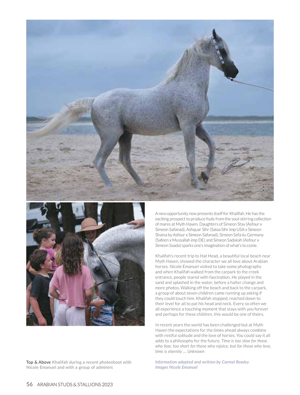 Arabian Studs & Stallions Preview Pages