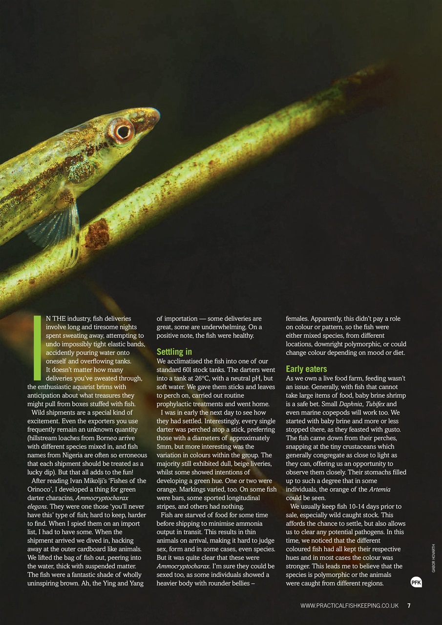 Practical Fishkeeping Preview Pages