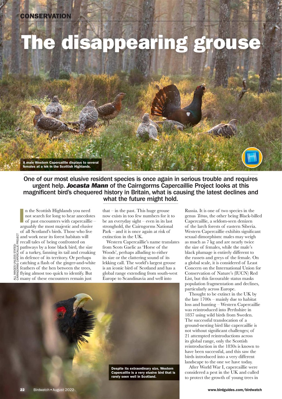 Birdwatch Magazine Preview Pages