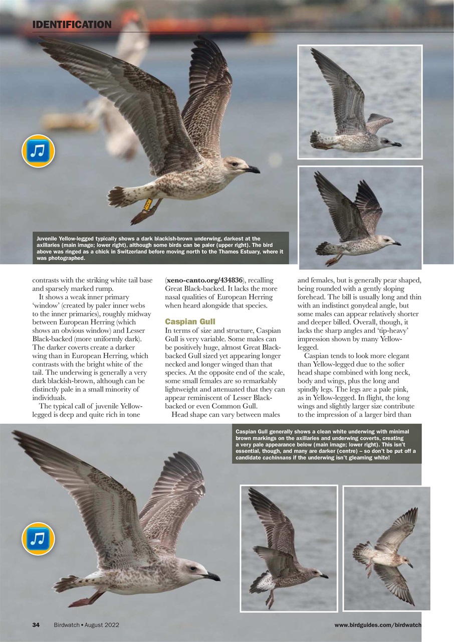 Birdwatch Magazine Preview Pages