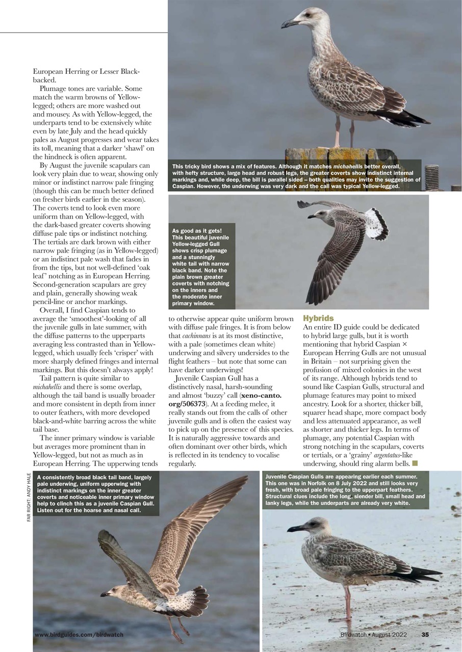Birdwatch Magazine Preview Pages