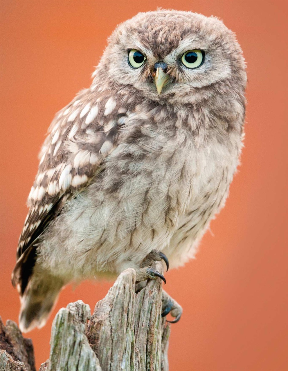 Photography Bookazine Preview Pages