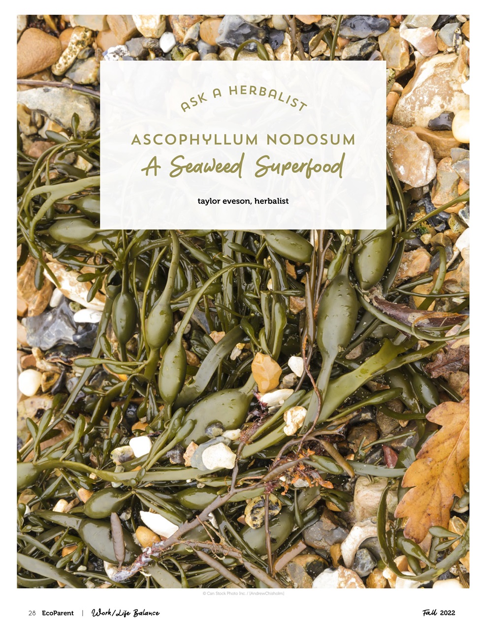 Ecoparent Magazine Preview Pages