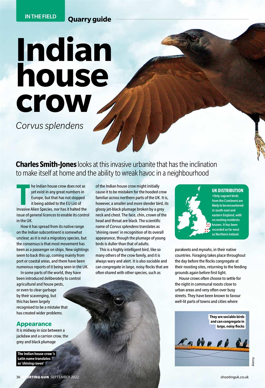 Sporting Gun Preview Pages