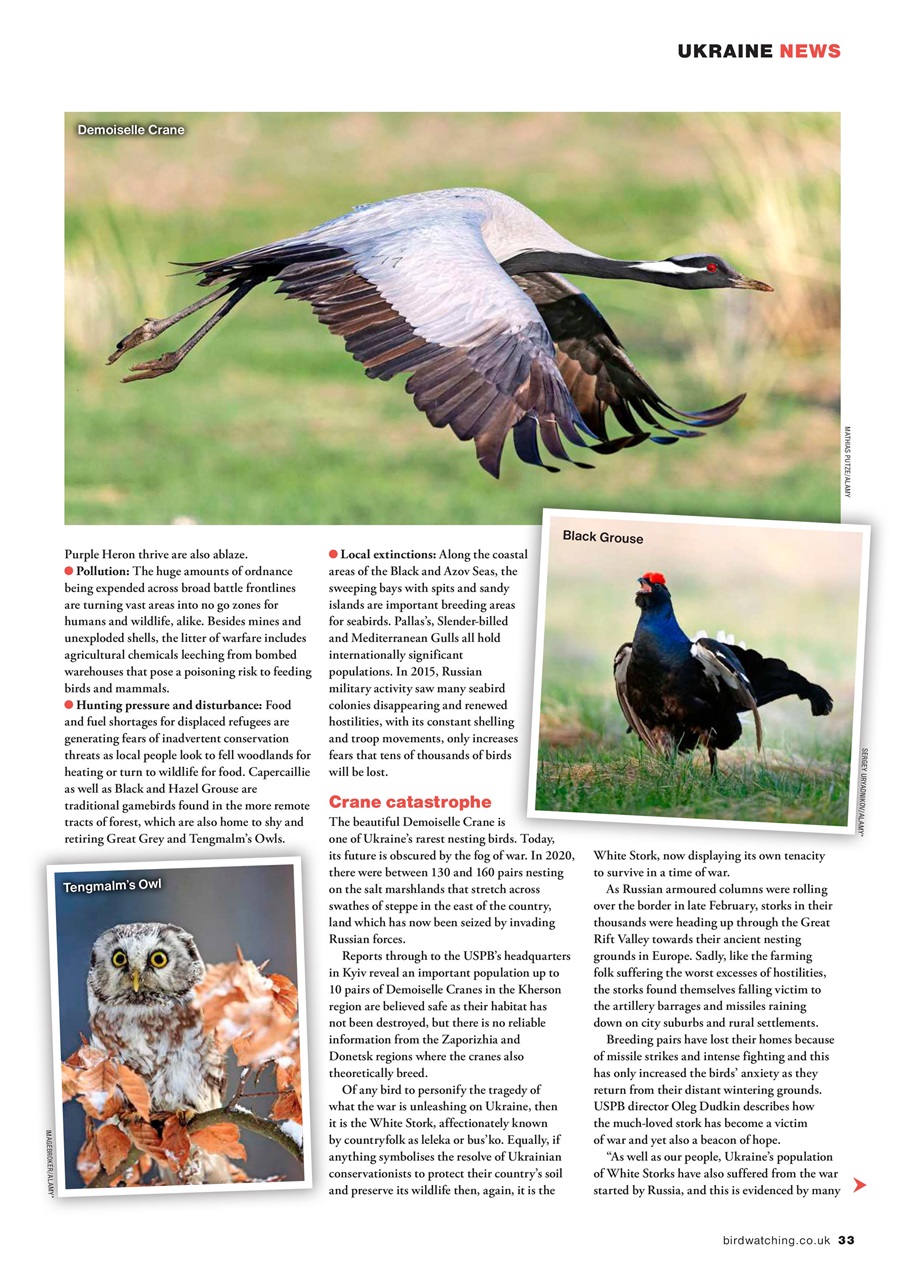 Bird Watching Preview Pages