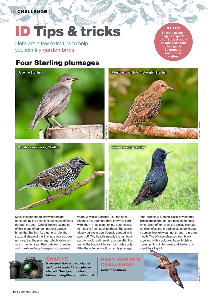 Bird Watching Preview Pages