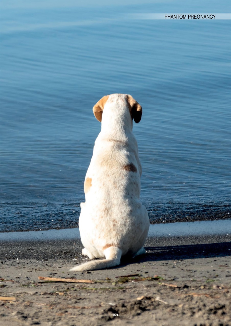 Edition Dog Preview Pages