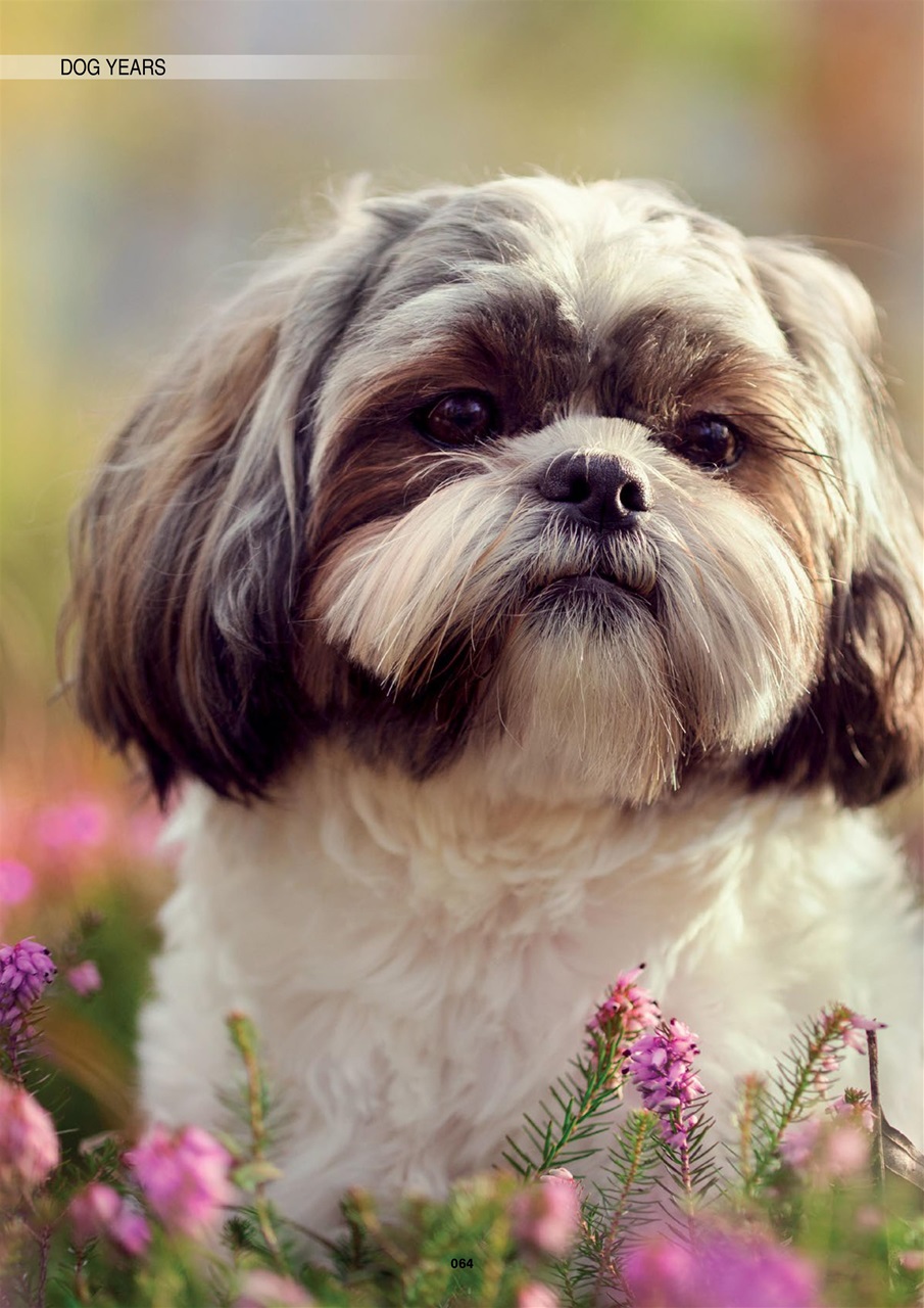 Edition Dog Preview Pages