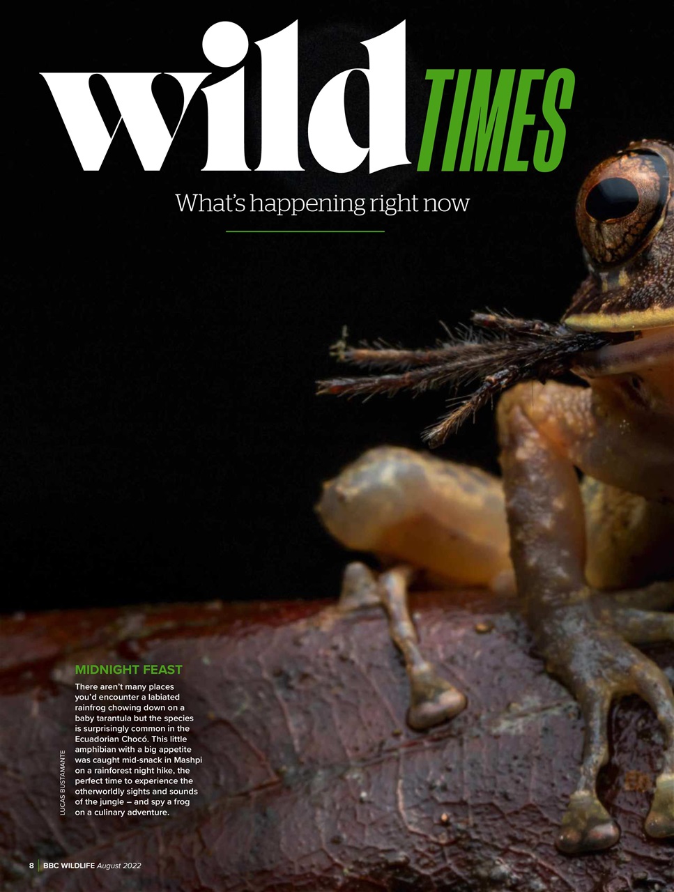 BBC Wildlife Magazine Preview Pages