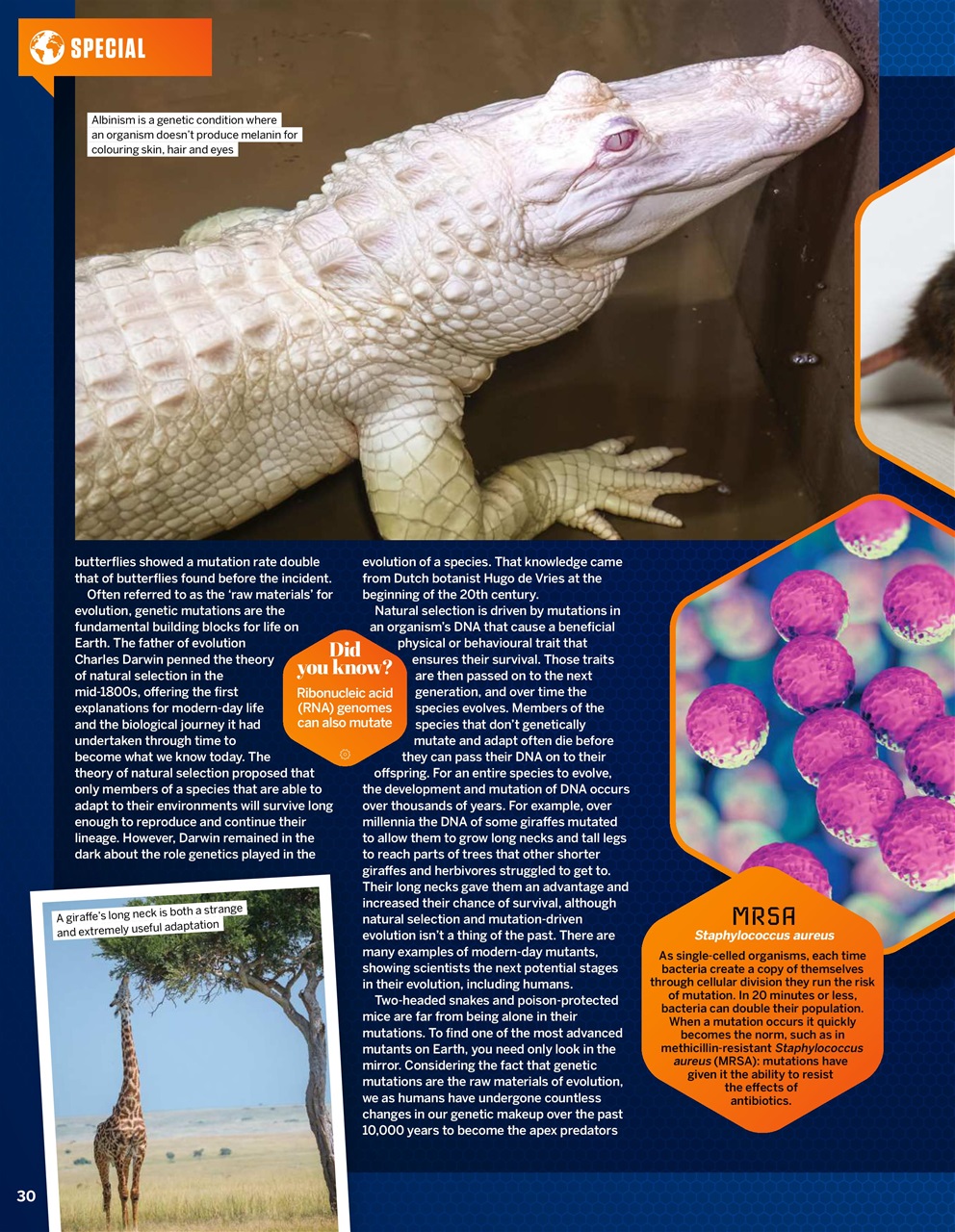 How It Works Preview Pages