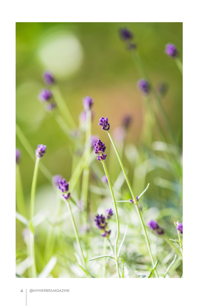 My Herbs Magazine Preview Pages