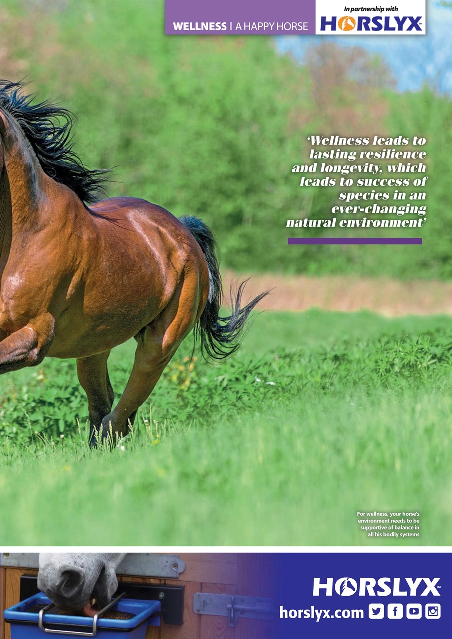 Your Horse Preview Pages