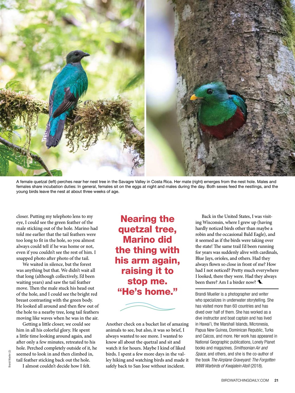 BirdWatching Preview Pages