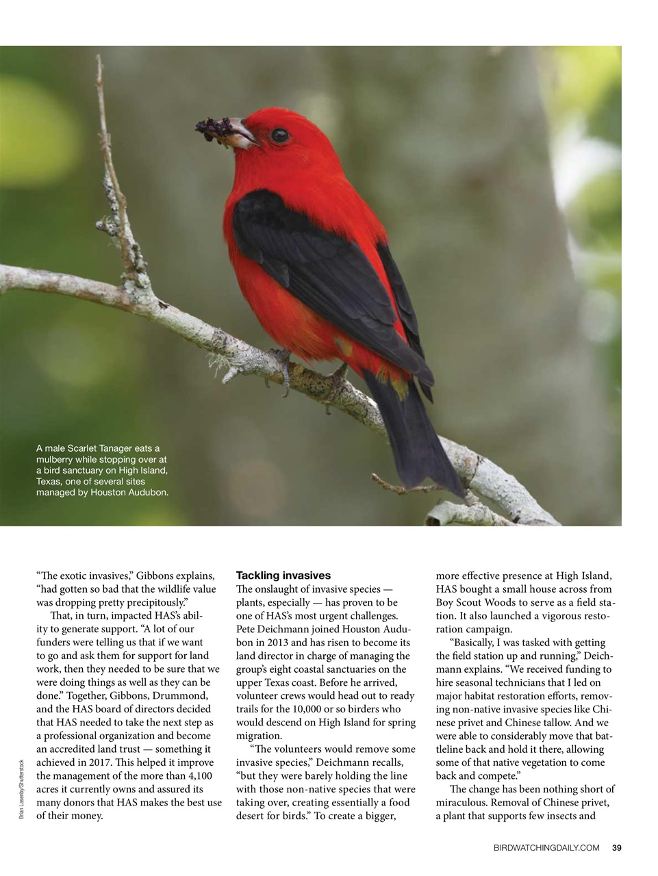 BirdWatching Preview Pages