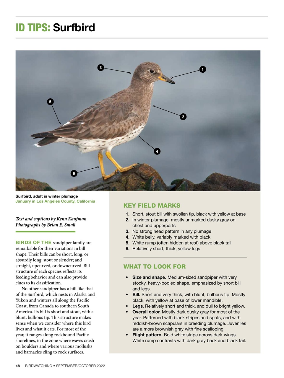 BirdWatching Preview Pages