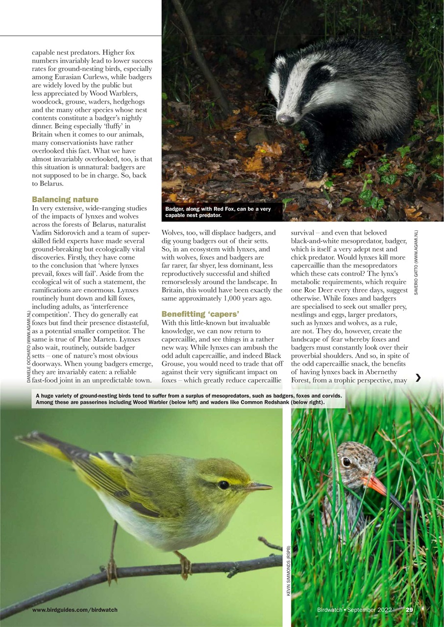 Birdwatch Magazine Preview Pages