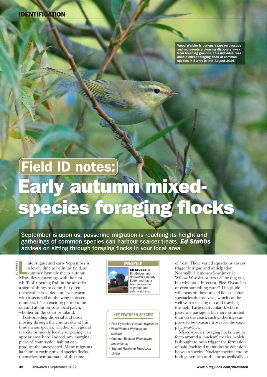 Birdwatch Magazine Preview Pages