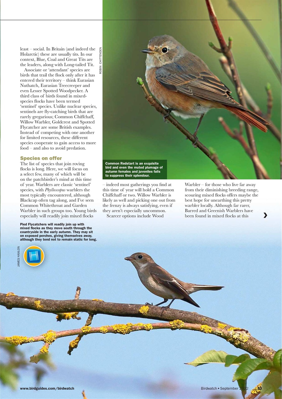 Birdwatch Magazine Preview Pages