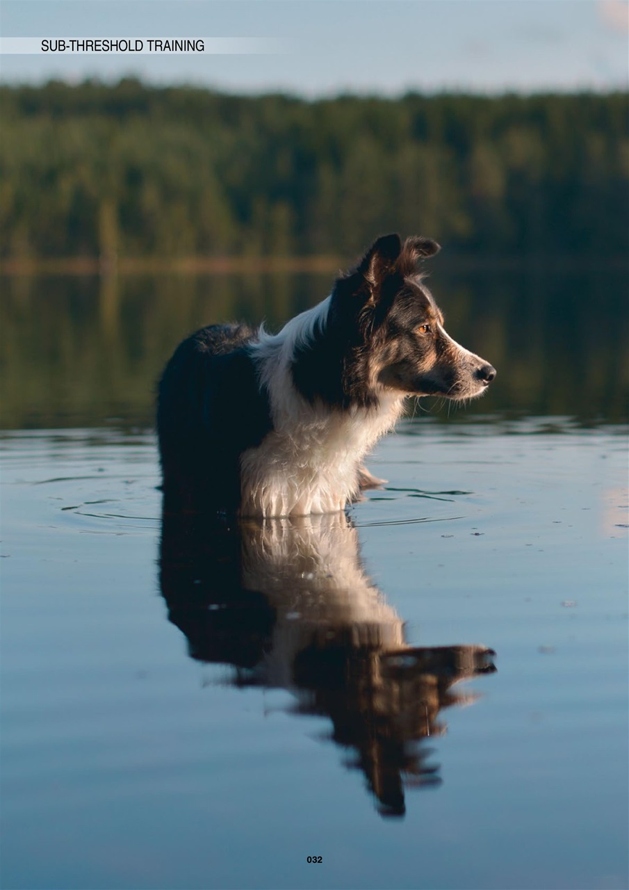 Edition Dog Preview Pages