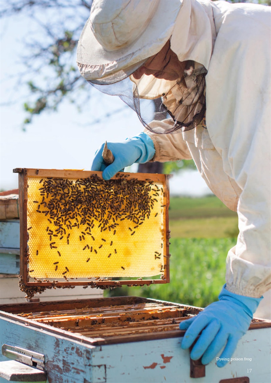 Exotics Keeper Preview Pages