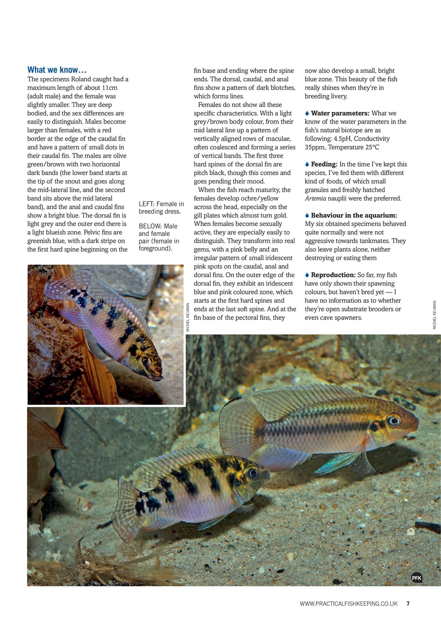 Practical Fishkeeping Preview Pages