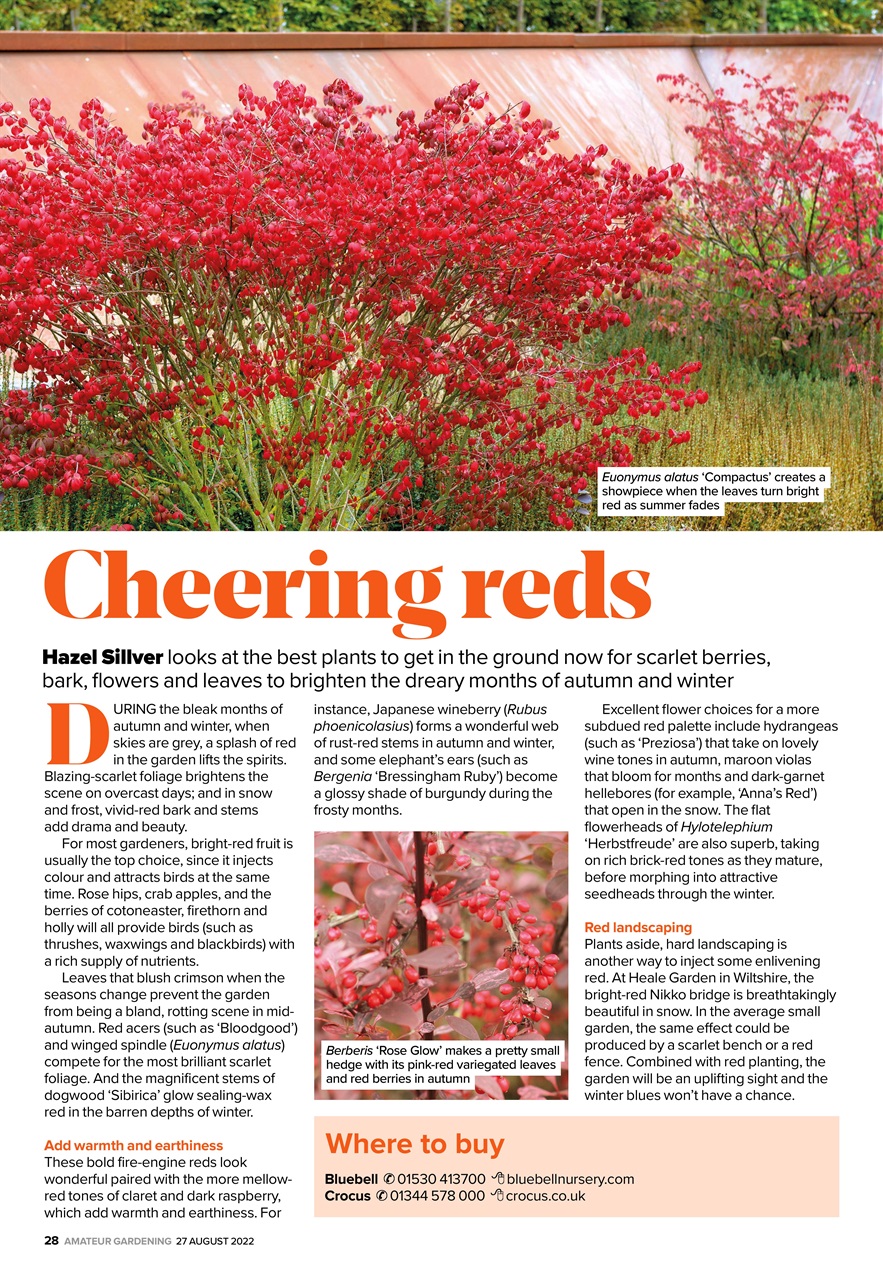 Amateur Gardening Preview Pages