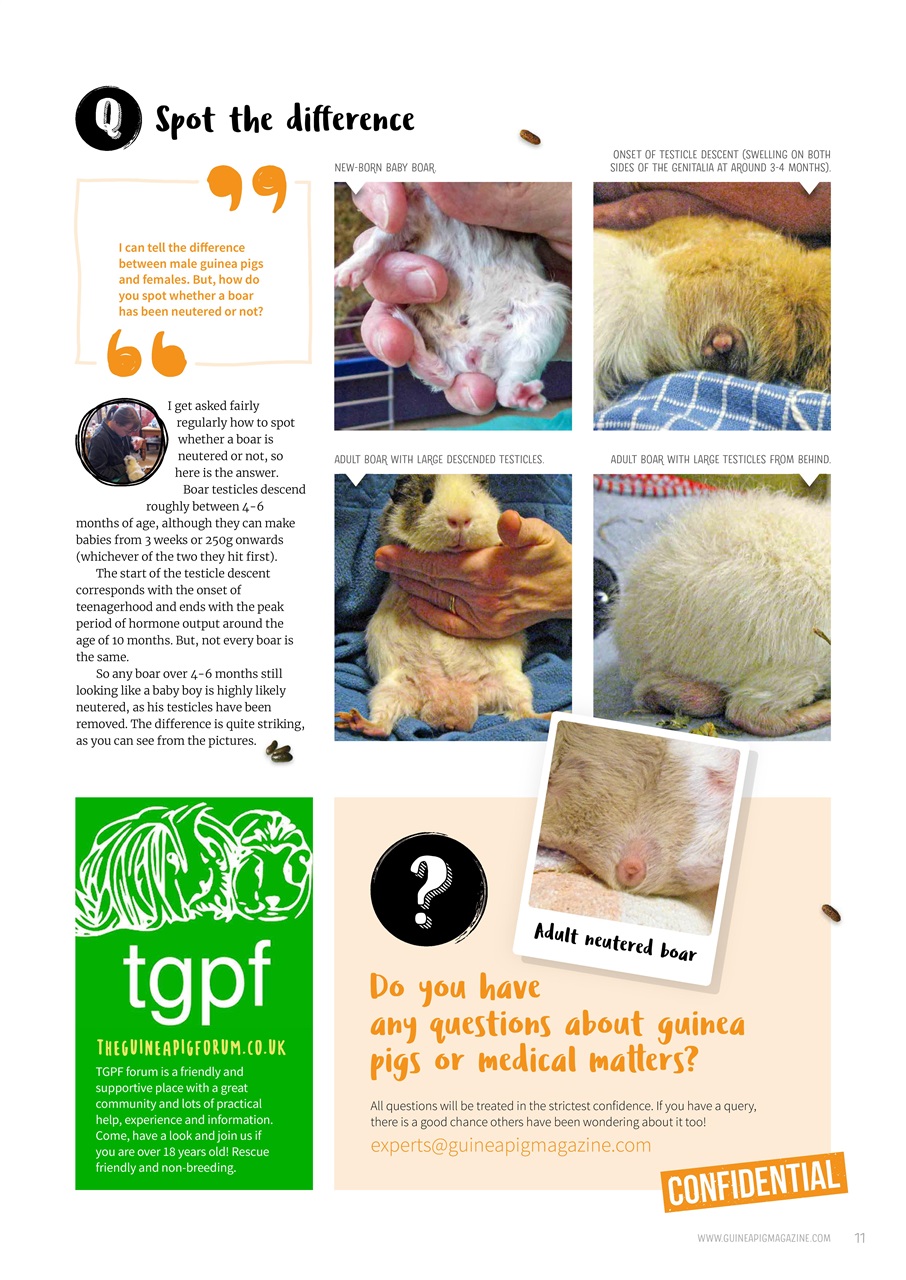 Guinea Pig Magazine Preview Pages