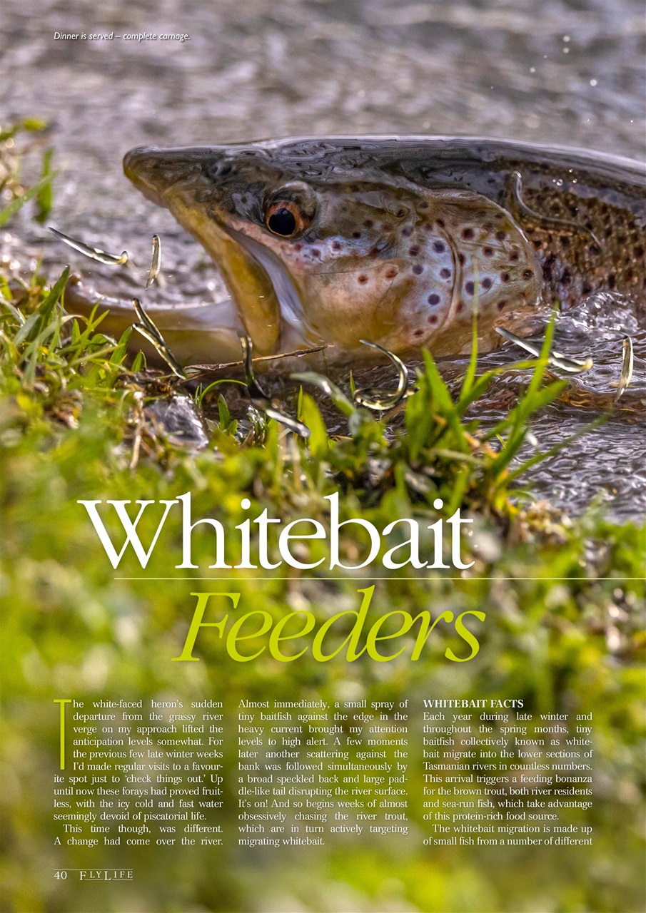 FlyLife Preview Pages