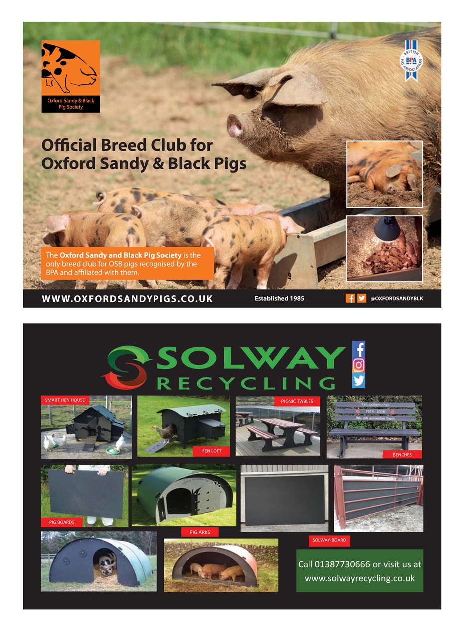 Practical Pigs Preview Pages