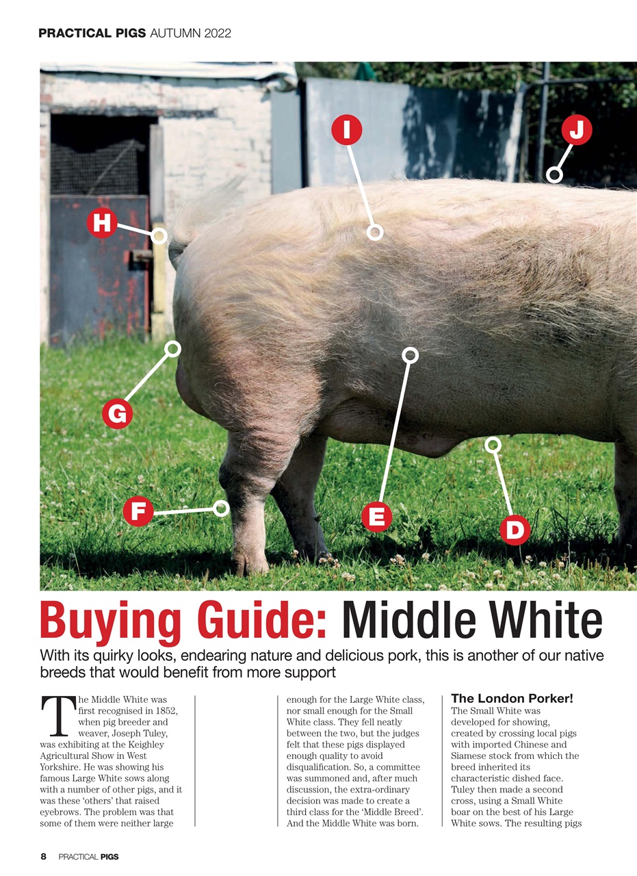 Practical Pigs Preview Pages