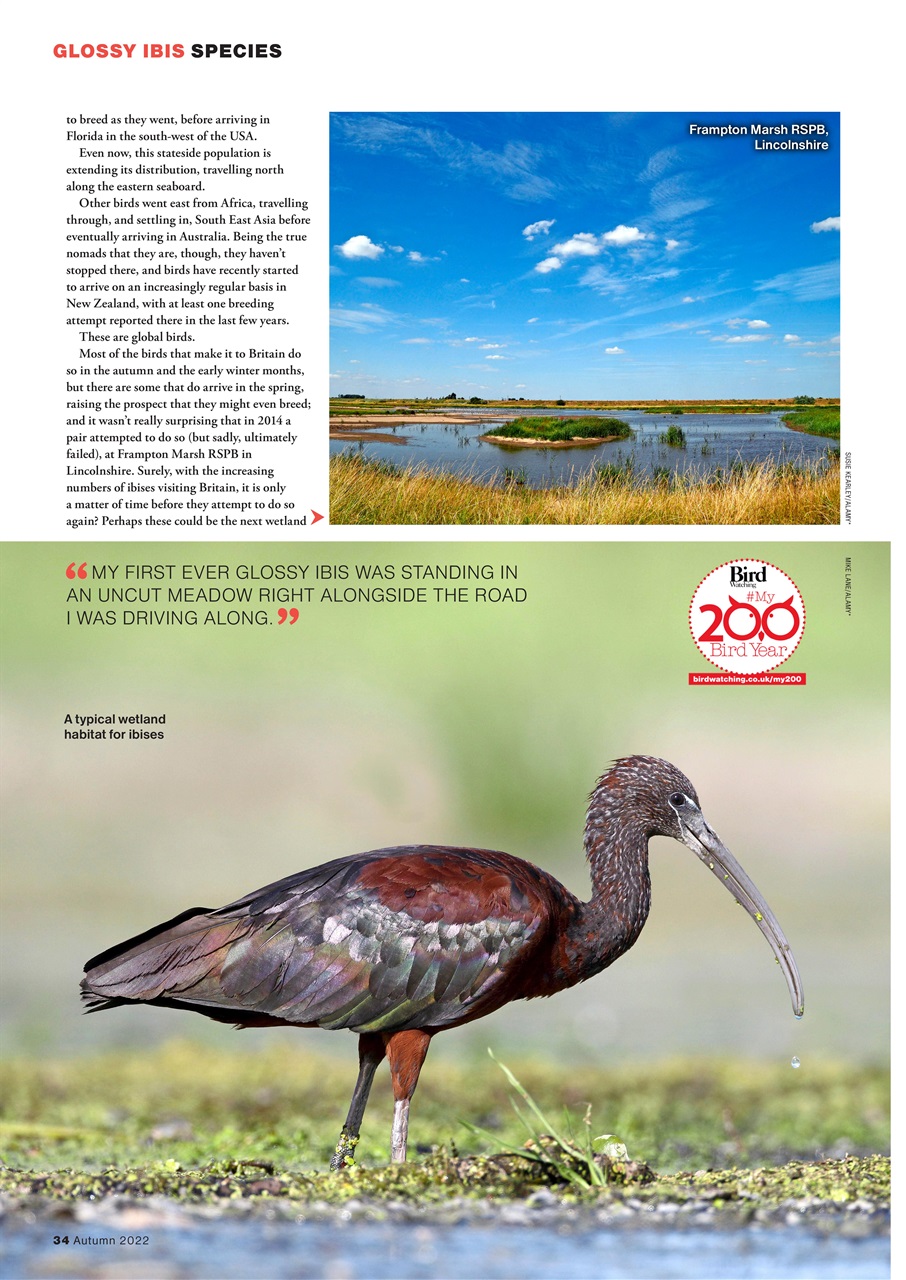 Bird Watching Preview Pages