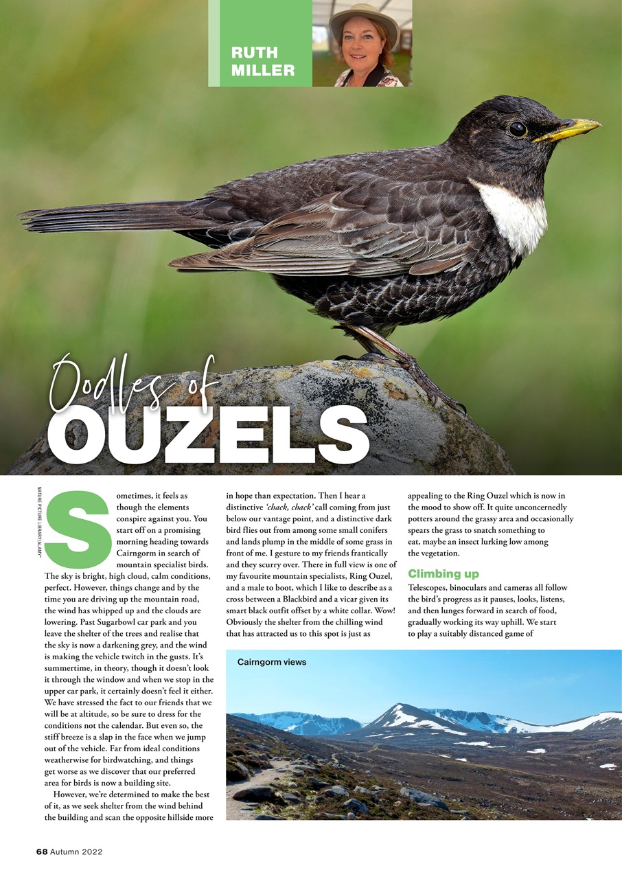 Bird Watching Preview Pages