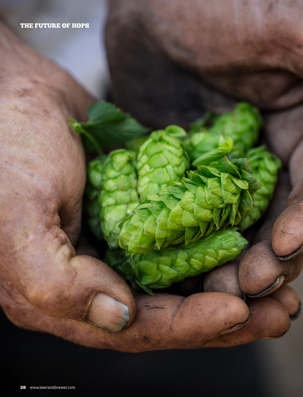 Beer and Brewer Preview Pages