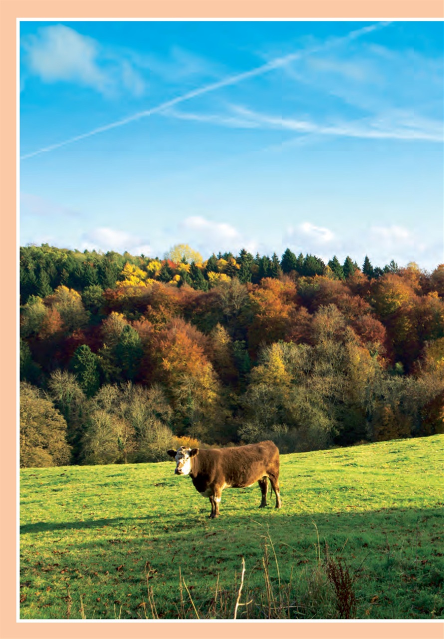 Evergreen Preview Pages