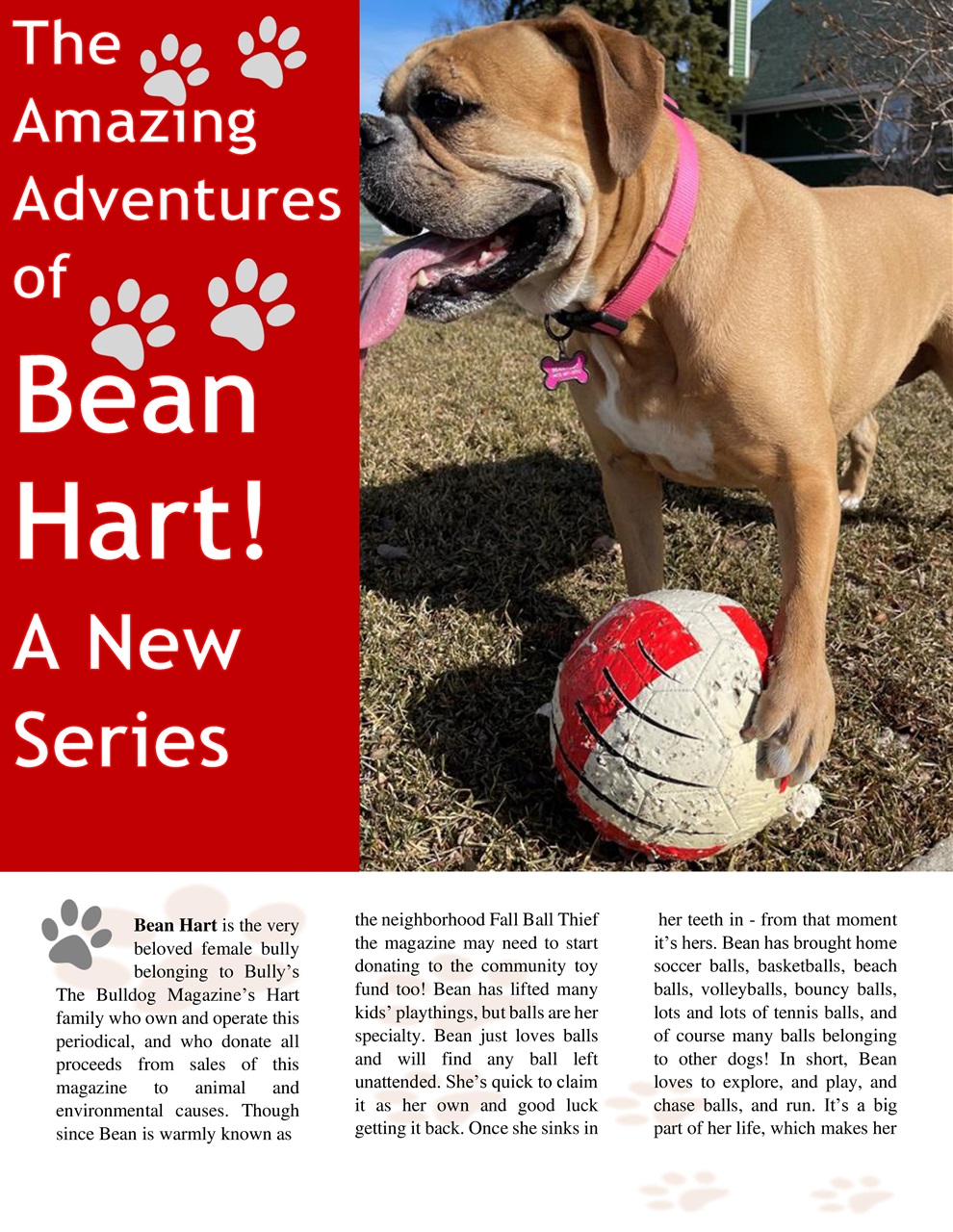 Bully’s - The Bulldog Magazine Preview Pages