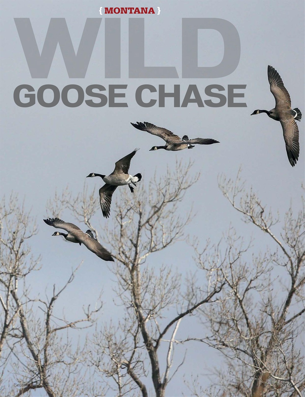 American Waterfowler Preview Pages