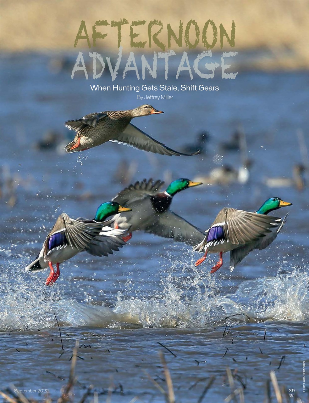 American Waterfowler Preview Pages