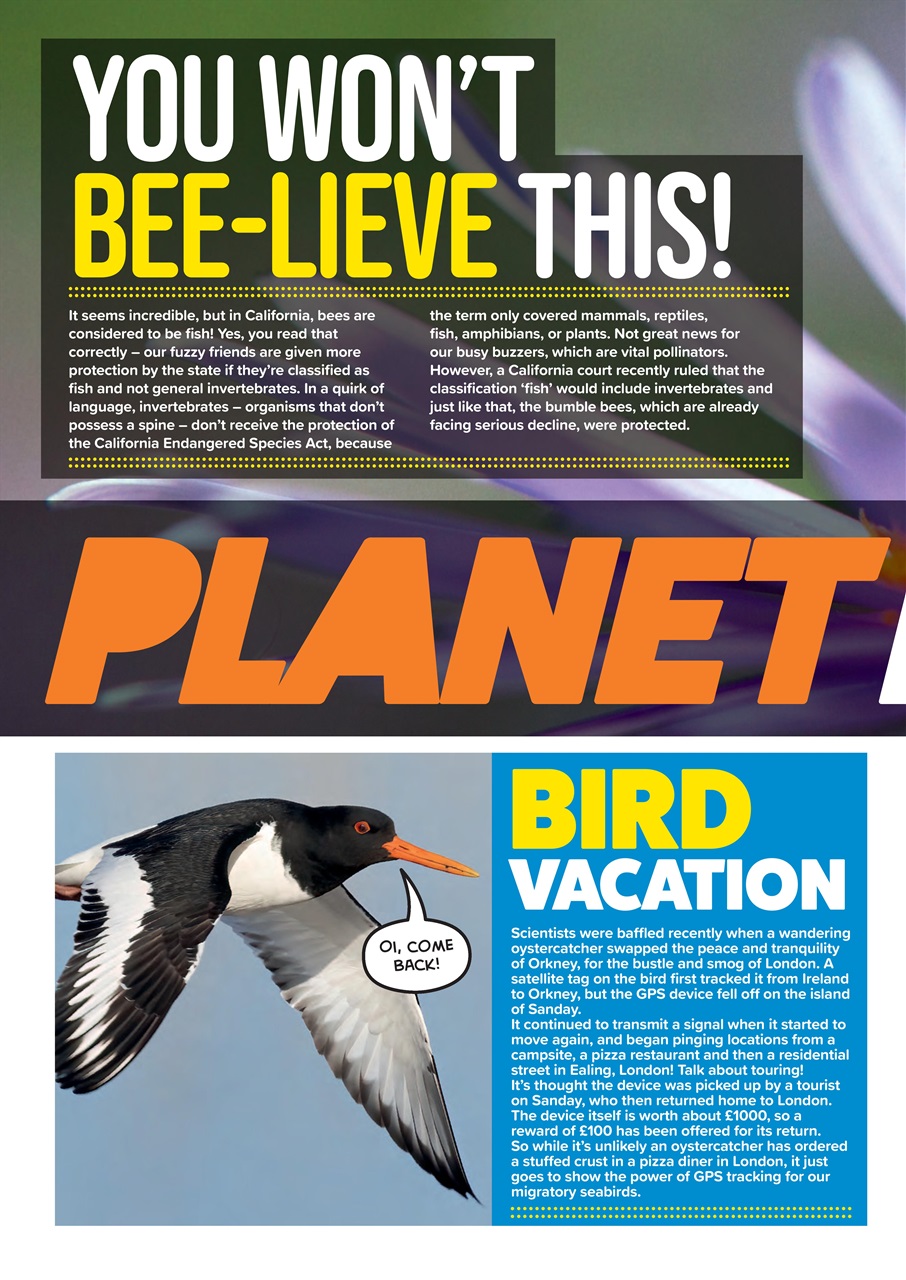 Animal Planet Kids Preview Pages