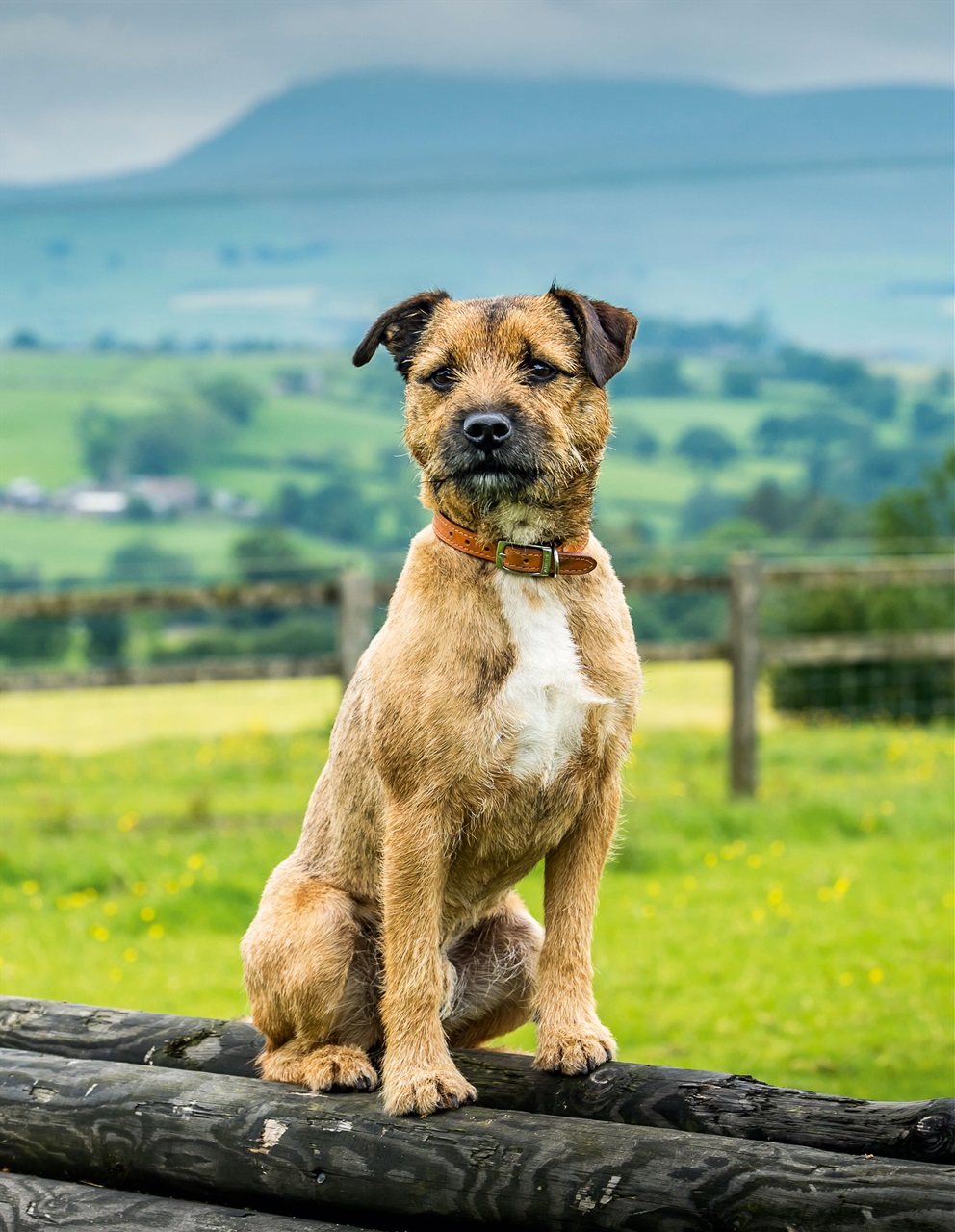 Country Life Bookazine Preview Pages