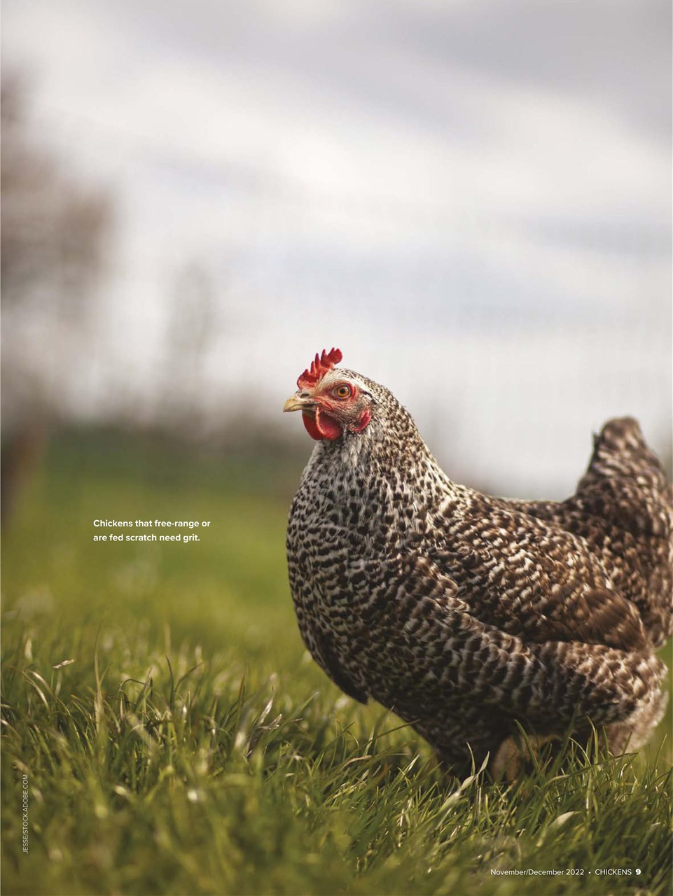 Chickens Magazine Preview Pages