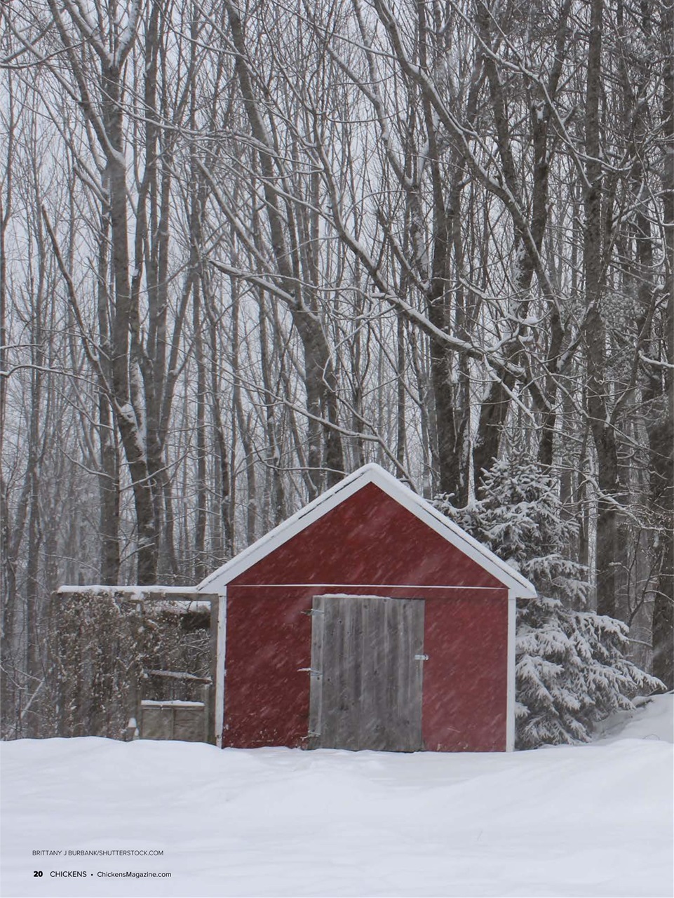 Chickens Magazine Preview Pages