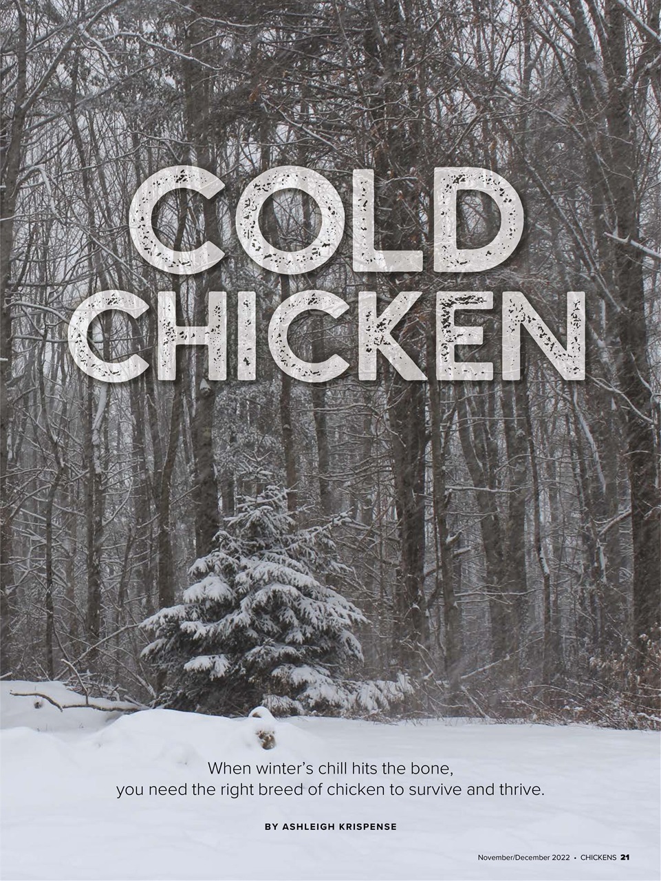 Chickens Magazine Preview Pages