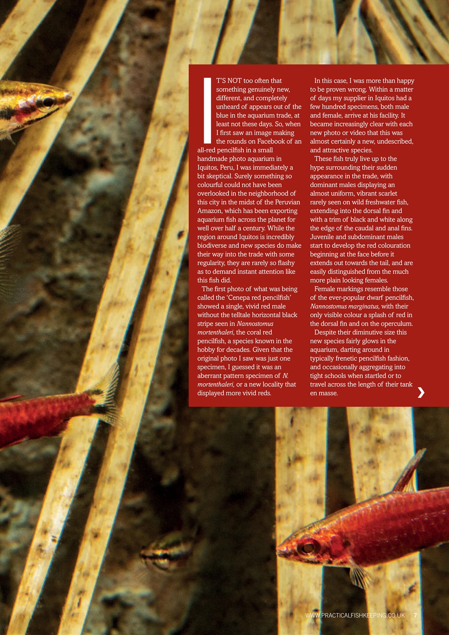 Practical Fishkeeping Preview Pages