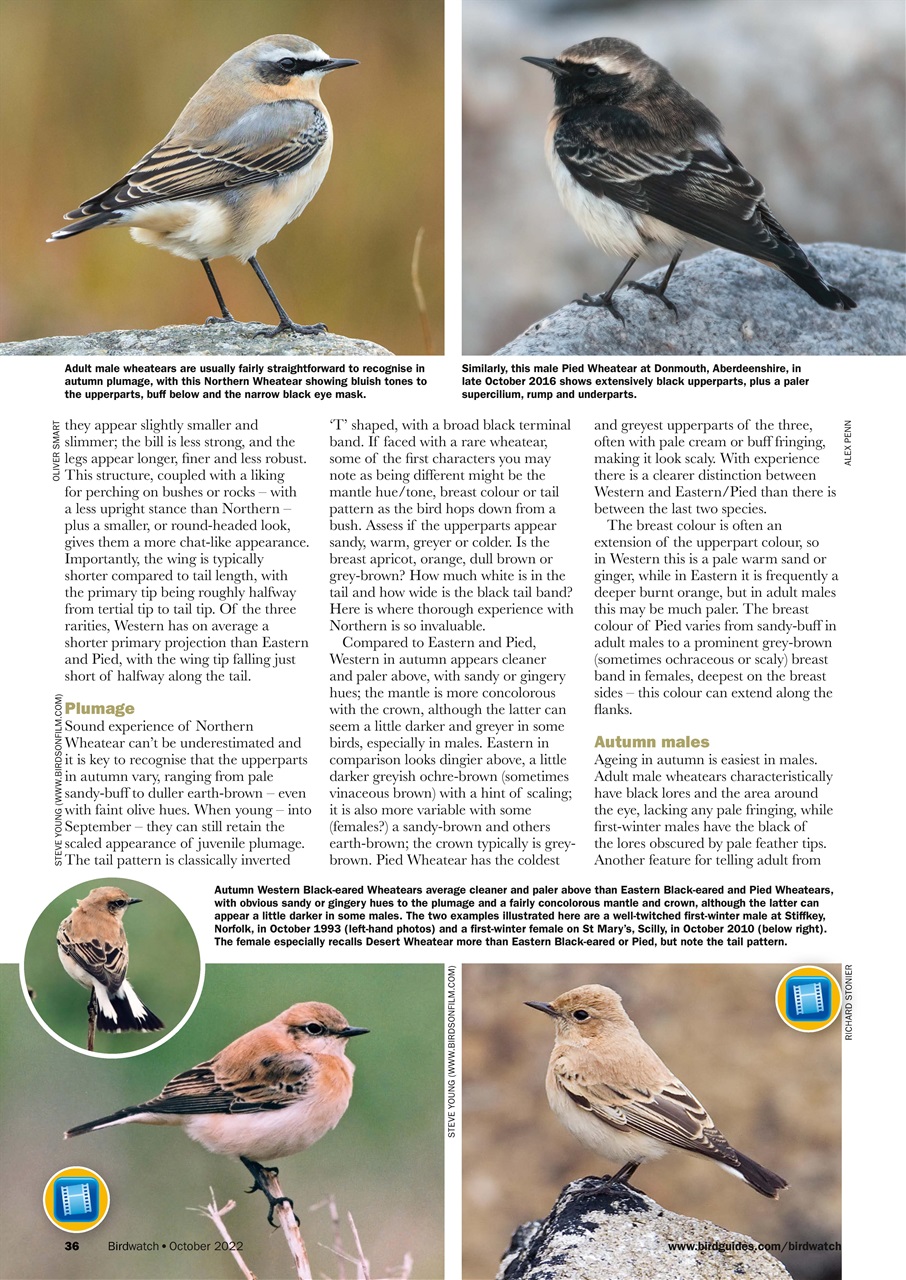 Birdwatch Magazine Preview Pages