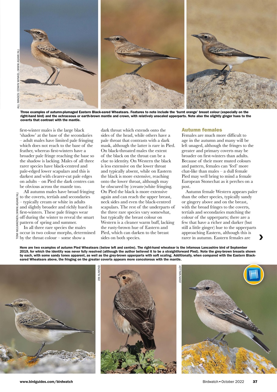 Birdwatch Magazine Preview Pages