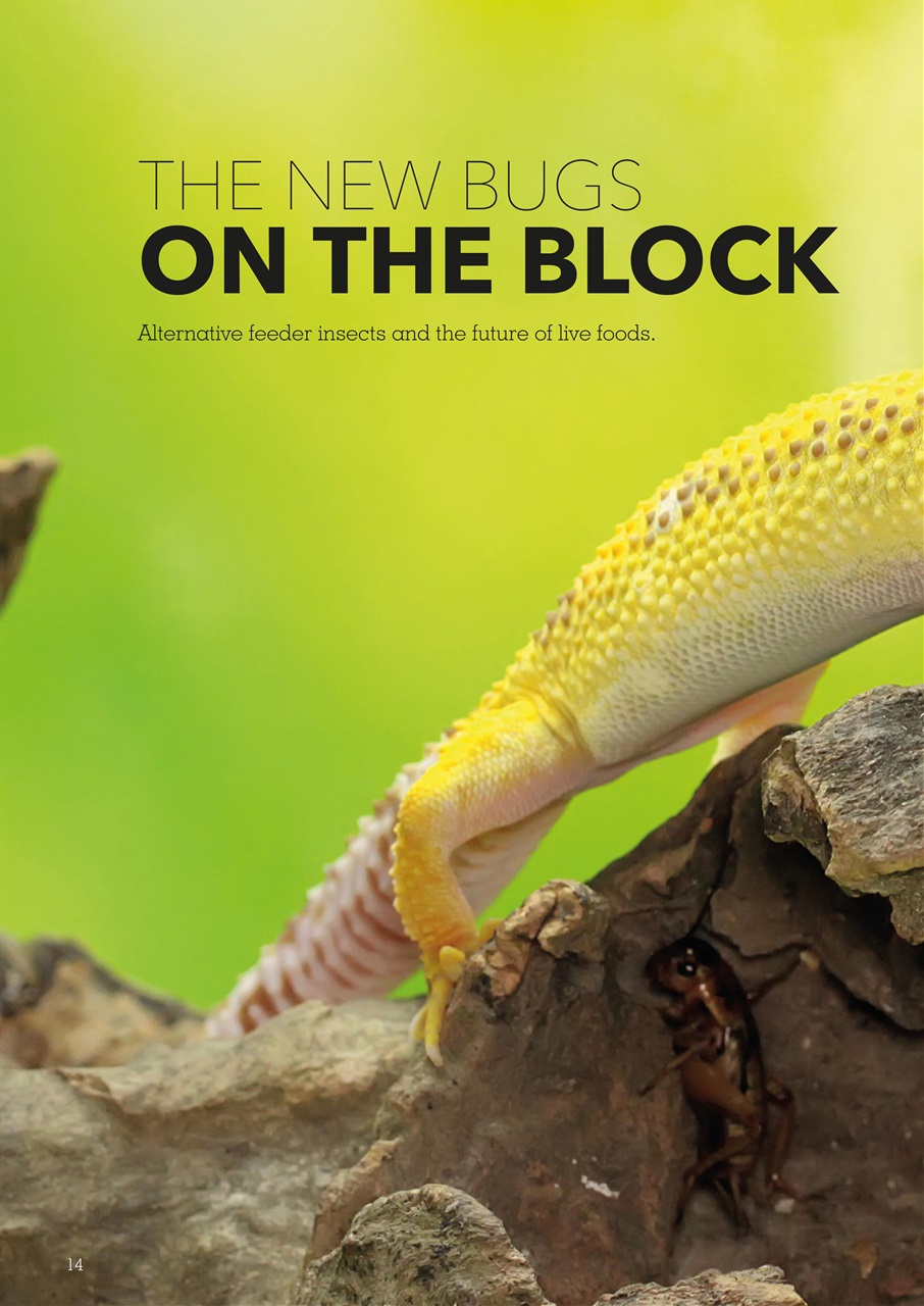 Exotics Keeper Preview Pages