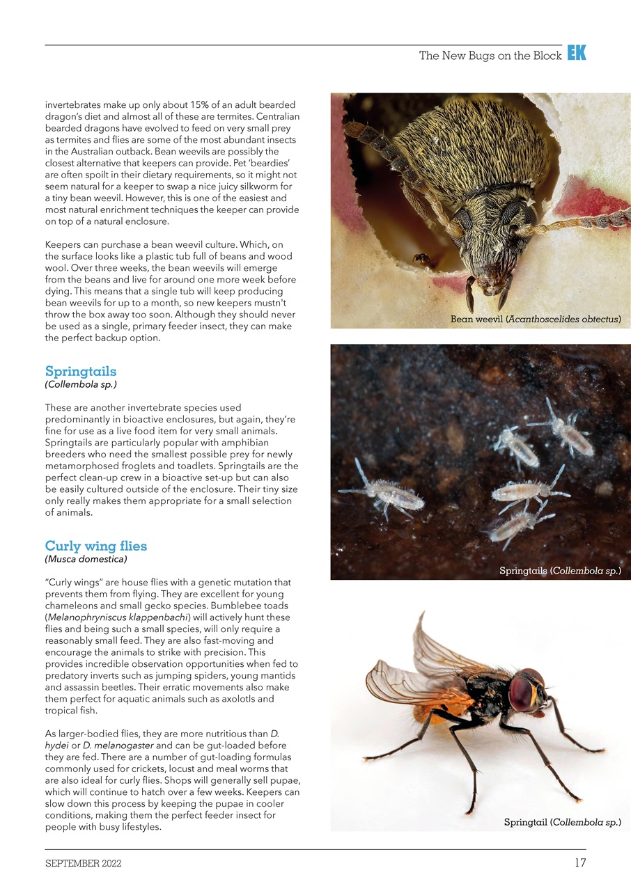 Exotics Keeper Preview Pages