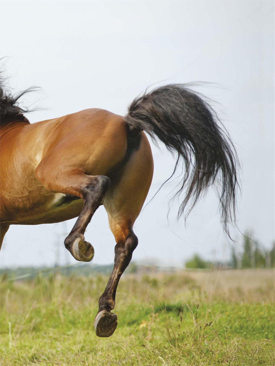 Horse Illustrated Magazine Preview Pages