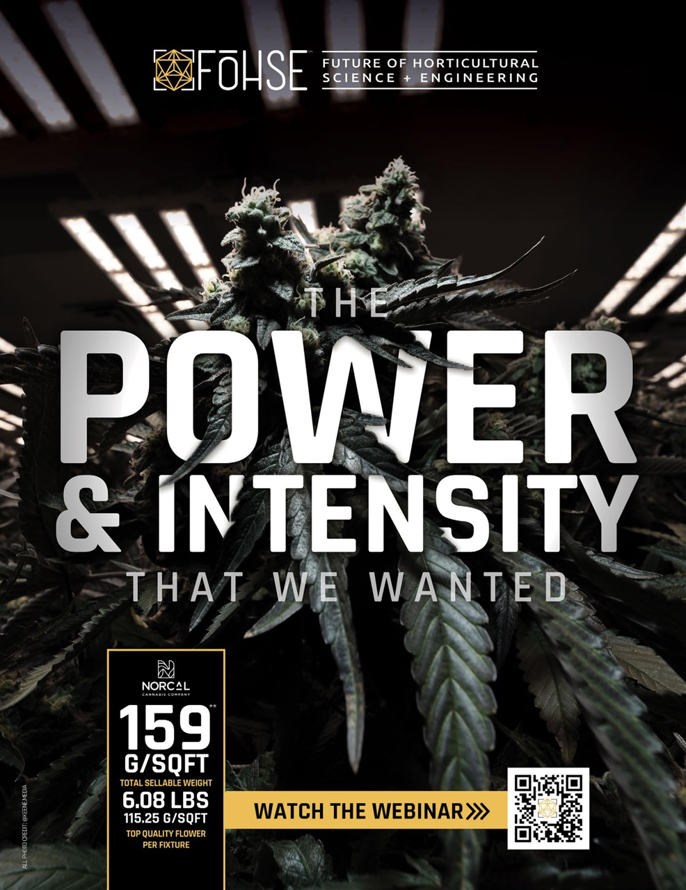 Cannabis Now Preview Pages